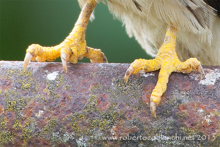 Grillaio da confermare